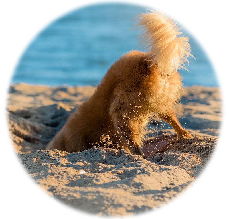 Playful dog hiding his head in sand on beach